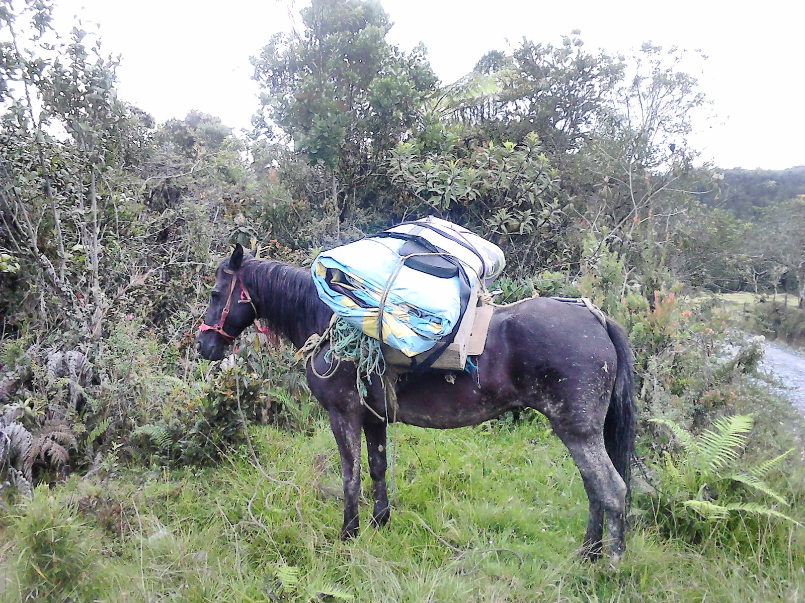 Llevando la lona a caballo al páramo